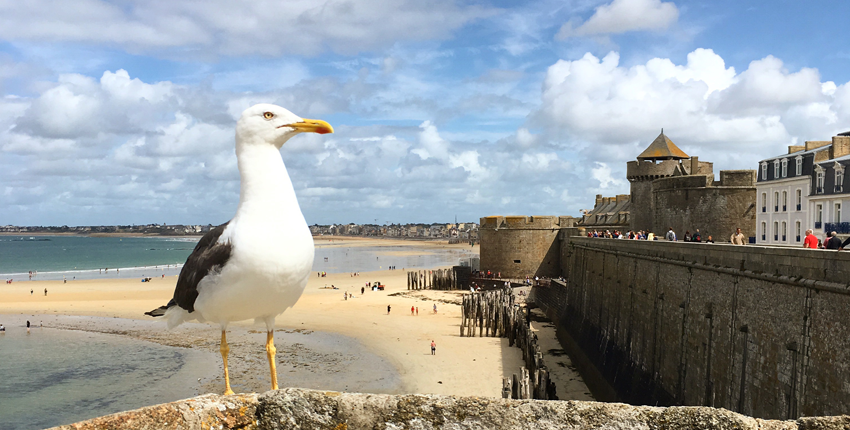 une mouette au premier plan regarde vers les remparts de Saint-Malo