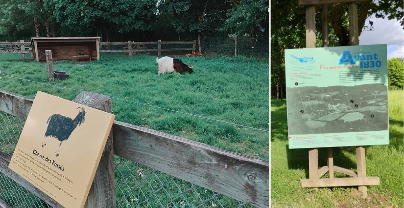 Le parcours vert emmène les enfants et les parents dans le parc à la découverte des champs et des animaux de la ferme de la Bintinais à Rennes