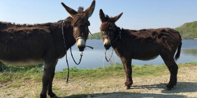 Les ânes du Canal ferme d'animation balades et médiation animale près de Rennes