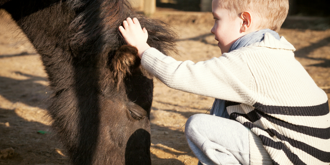 "Une matinée au Haras", atelier 6-12 ans au Haras National de Lamballe