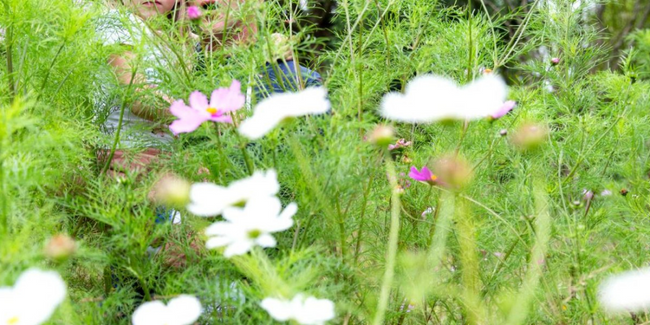 "Rendez-vous aux Jardins" de Brocéliande près de Rennes