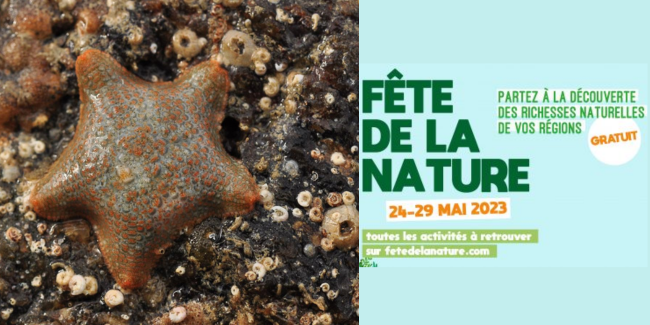 Découverte des habitants à marée basse à Dinard