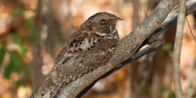 A la recherche de l'oiseau mobylette à Saint-Just