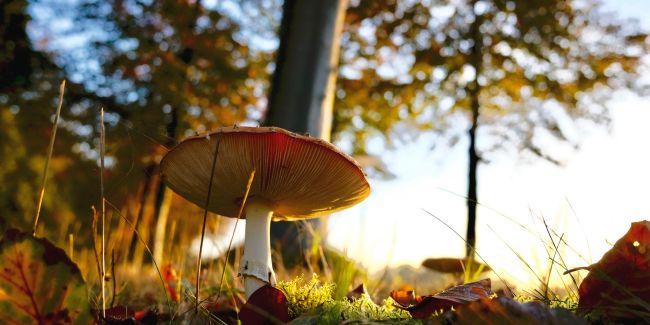 Les champignons: découverte, exposition et identification à l'Ecomusée de Rennes