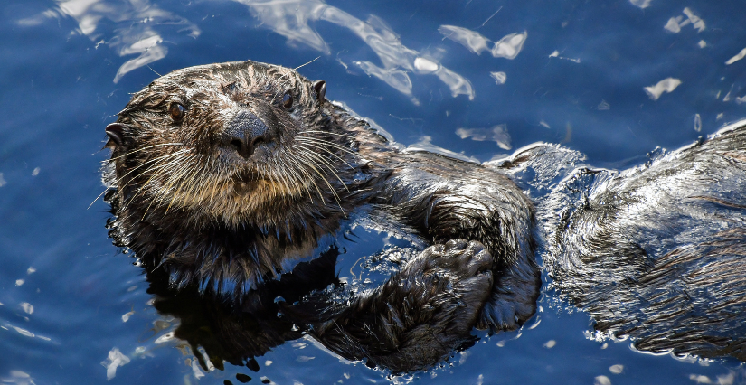 Sortie en famille sur les traces de la loutre à Jugon-les-Lacs, Maison Pêche et Nature