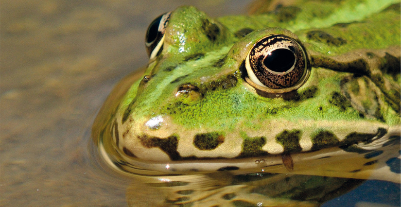 La Nuit de la Grenouille au Château de la Hunaudaye avec la Maison Pêche et Nature