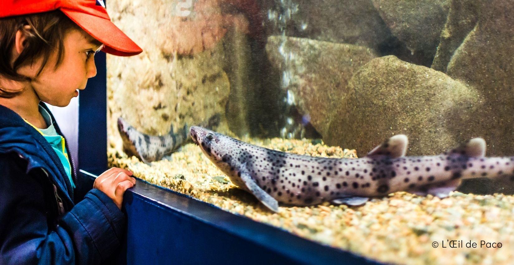 Chasse aux oeufs de raies et roussettes à l'Aquarium de Trégastel