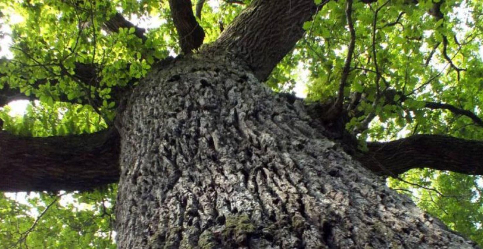 "Nature féérique", balade contée en forêt de Brocéliande à Paimpont