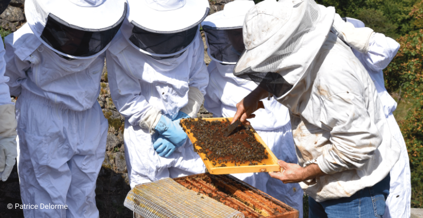 © Patrice Delorme Atelier d'initiation à l'apiculture, avec les ados au Domaine de la Roche-Jagu, près de Guingamp