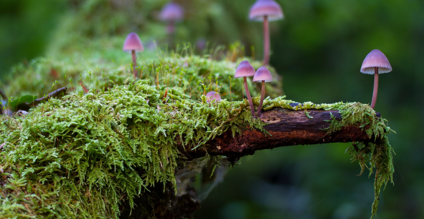 Atelier d'initiation au monde des champignons au Domaine départemental de la Roche-Jagu