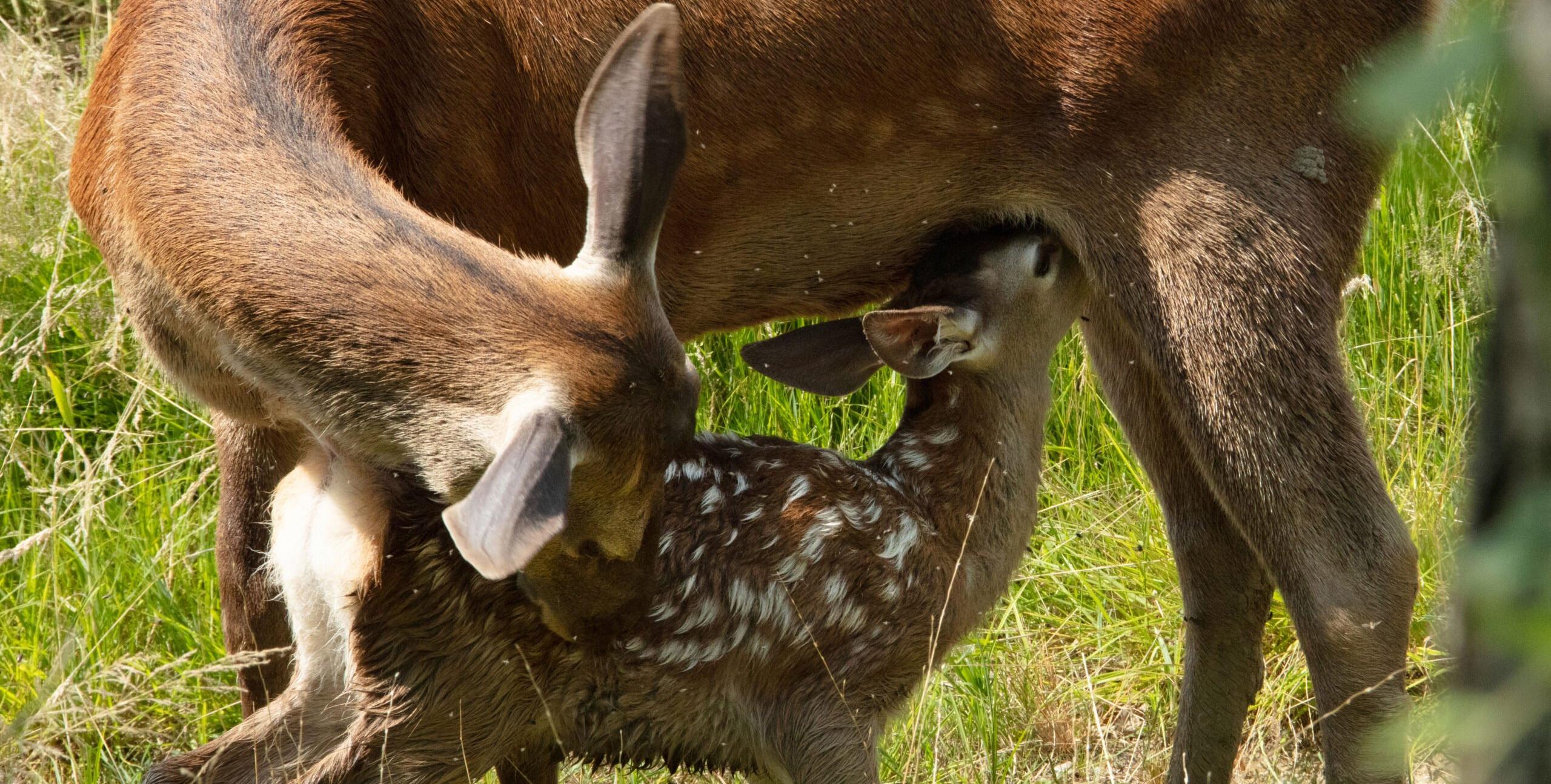 "Bambi, l'histoire d'une vie dans les bois", séance ciné en famille au Ciné TNB, Rennes