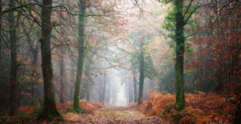 Balade contée "Le secret des arbres" en famille dans le pays de Brocéliande