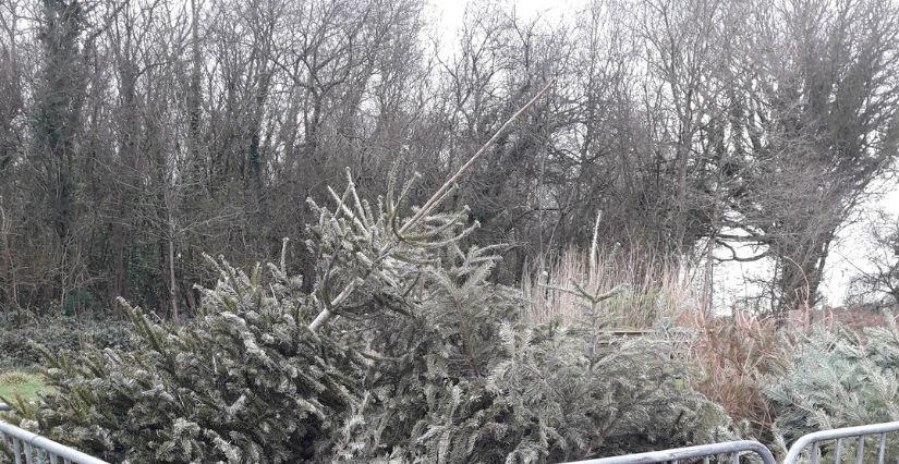 Animation nature "broyage de sapins et biodéchets" à la Maison de la Terre, près de Saint Brieuc