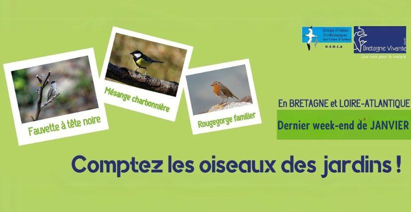 Participez en famille au comptage national des oiseaux des jardins 2026