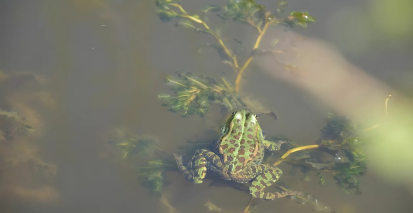 Balade en famille dans les zones humides aux Jardins de Brocéliande près de Rennes