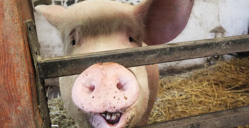 © Dominique Morin, Ville de Saint Brieuc Ferme pédagogique de la La Ferme de la Ville Oger, à Saint-Brieuc