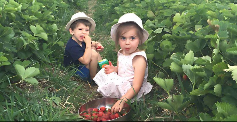 Cueillette en famille à la fraiseraie de Kergréhen près de Saint-Brieuc