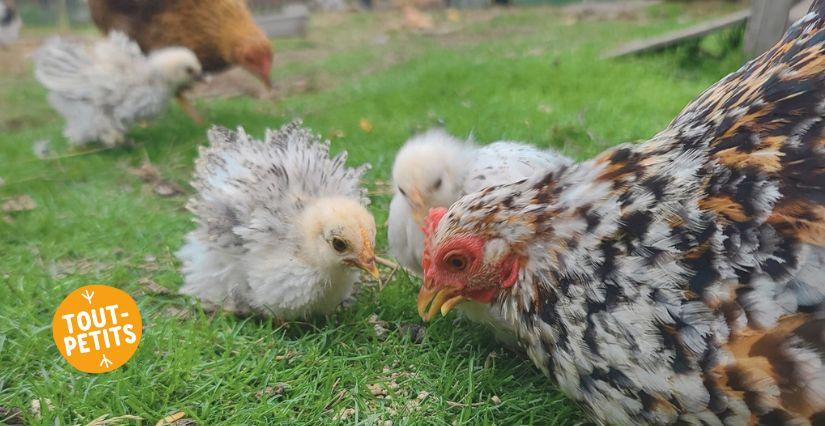 Atelier nature à la ferme pour les tout-petits et leur nounou, La Roulotte des Animaux, Sud de Rennes