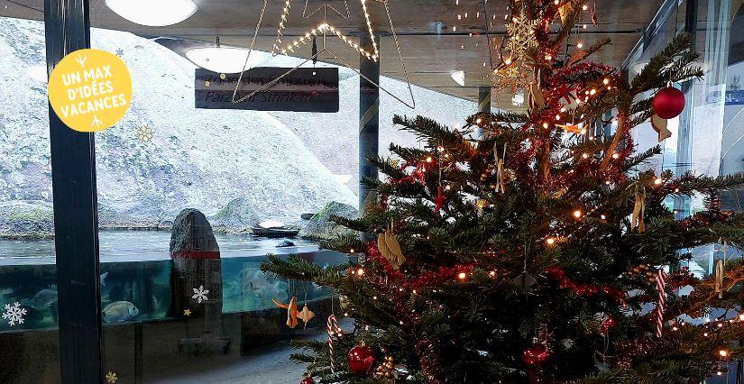 (re)-découvrez l'aquarium de Trégastel en famille à Noël