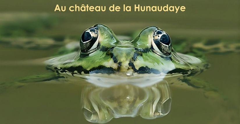 "Nuit de la grenouille", animation nature en famille au Château de la Hunaudaye, près Lamballe
