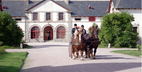 Découvrir l'univers équestre au Haras national de Lamballe