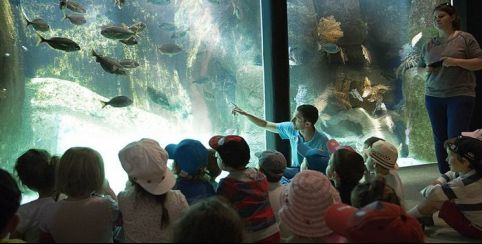 "Rencontre avec un soigneur" les p'tit plus dès 4 ans à l'Aquarium de Trégastel