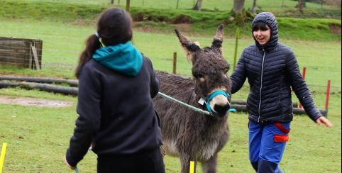 Stage animalier et ânier pour les enfants et les ados, la Combe aux Ânes à Lanvellec