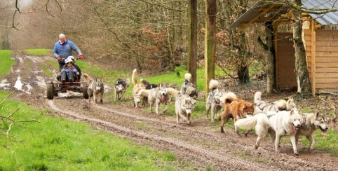 La Ferme Nordique, des balades en chiens de traineaux à Paimpont