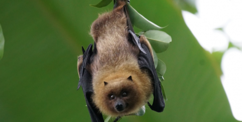 Sortie nature Chauve-Souris, que fais-tu ? en Brocéliande